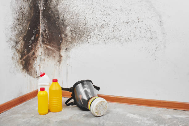 Best Same-Day Mold Removal  in Barton Creek, TX