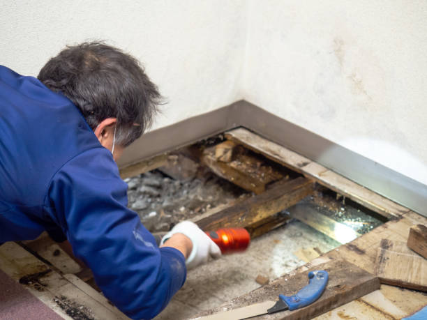 Mold Removal and Inspection in Barton Creek, TX