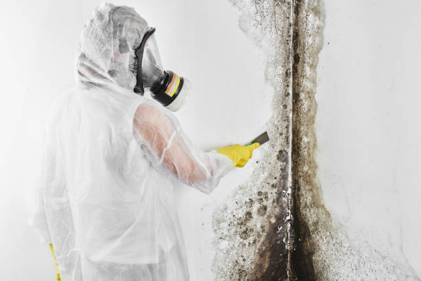 Best Mold Cleaning Services  in Barton Creek, TX