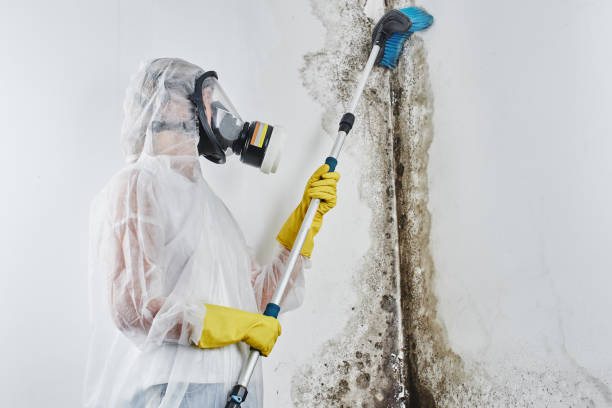 Best Same-Day Mold Removal  in Barton Creek, TX