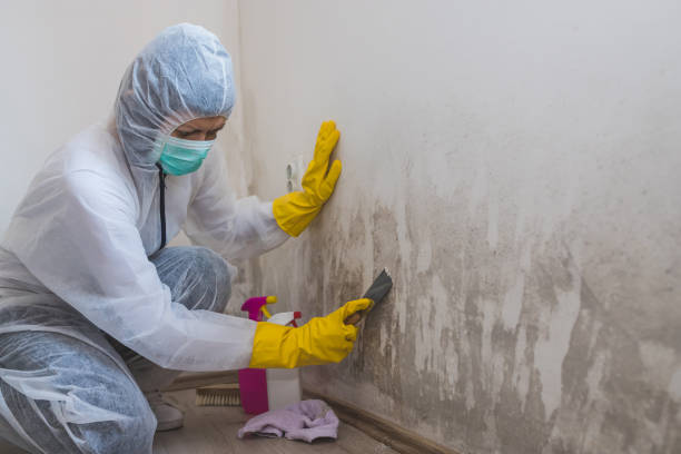 Best Mold Damage Repair  in Barton Creek, TX