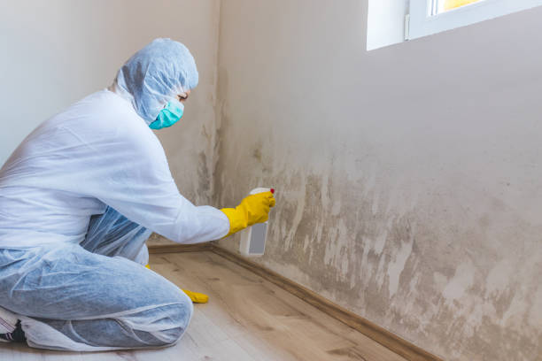 Best Attic Mold Removal  in Barton Creek, TX