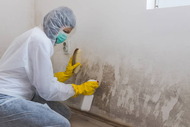 Best Commercial Mold Removal  in Barton Creek, TX