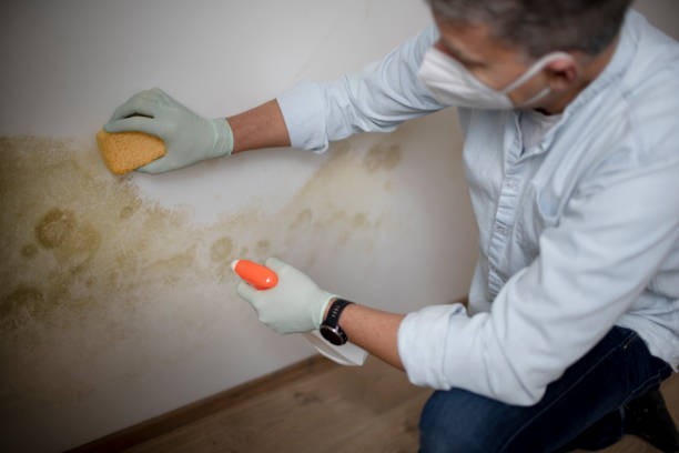 Best Home Mold Removal  in Barton Creek, TX