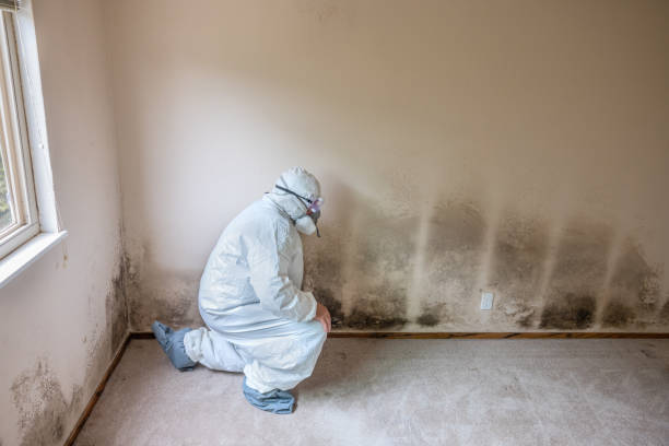 Best Affordable Mold Removal  in Barton Creek, TX