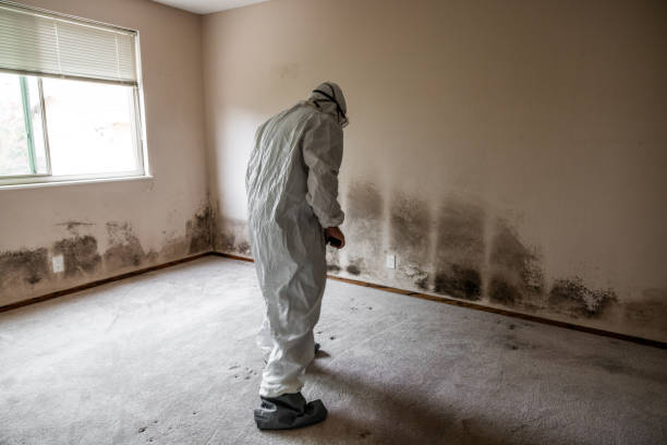 Best Fast Mold Removal  in Barton Creek, TX