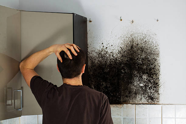 Best Black Mold Removal  in Barton Creek, TX