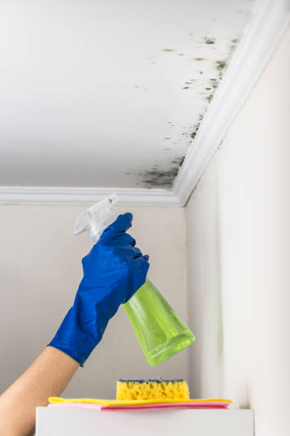 Best Mold Damage Repair  in Barton Creek, TX