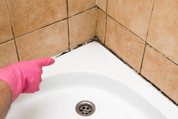 Best Attic Mold Removal  in Barton Creek, TX