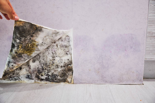 Best Mold Removal and Inspection  in Barton Creek, TX